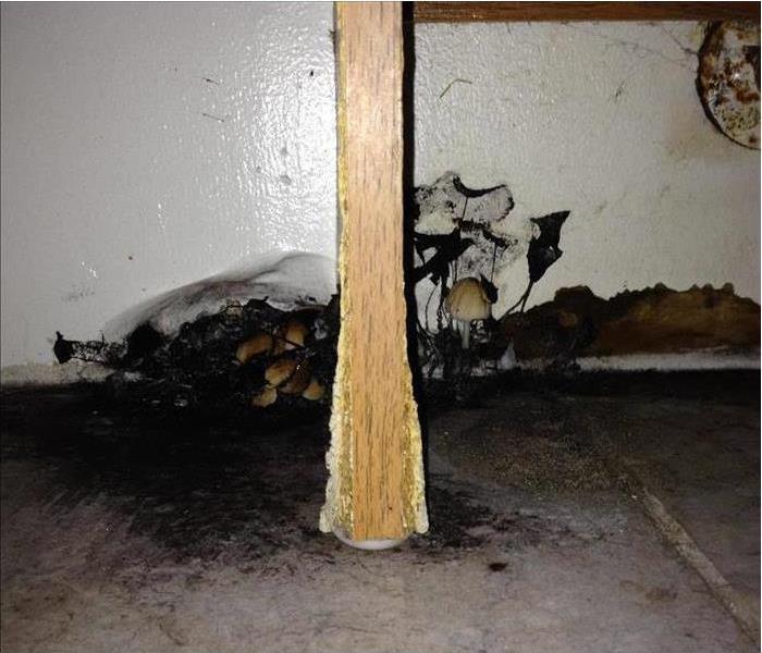 Mushrooms growing in mold under a bathroom sink