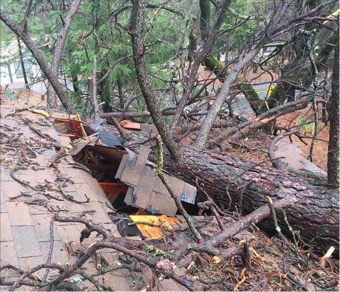 Tree crashed onto home roof top